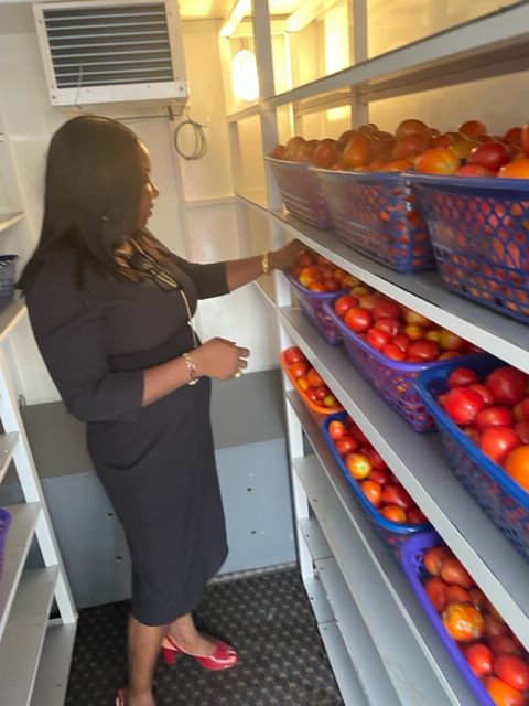 Checking baskets of tomatoes stored on the cold room shelves